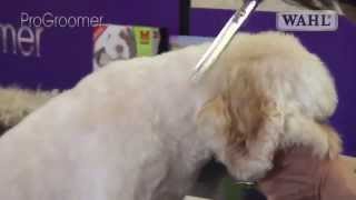 Grooming Guide  Cockapoo Pro Groomer [upl. by Yatnoed]