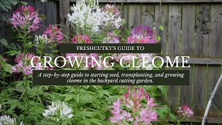 How to Grow Cleome Spider Plant from Seed Growing Cut Flower Garden Annuals [upl. by Eiramanel]