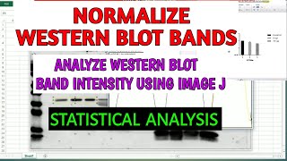 Normalization of western blot bands ll Statistical analysis ll xgene and proteinX [upl. by Ayim]