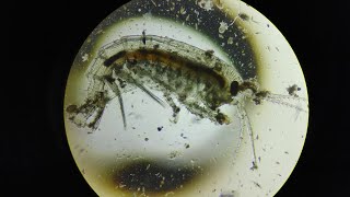 Exploring the World of Plankton Under the Microscope [upl. by Abner]