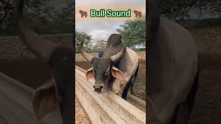 Buffalo Sounds  Bull sound effects moo shorts [upl. by Carberry]