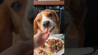 Bikin martabak untuk anjing [upl. by Keyes]