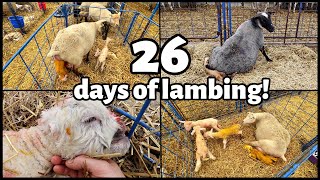 TWENTYSIX DAYS OF LAMBING  Our complete SPRING 2022 lambing REVISITED  Vlog 613 [upl. by Sarazen]