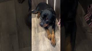 This is what toleration looks like from my vocal Rottweiler [upl. by Alyson]