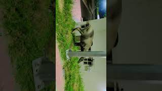 Nilgai newsorts video 💐🎉🍁🌺👆🌹💝🌹🌹💝🌹🌹💝💝💝💝💝 [upl. by Eetsim]