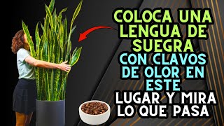 🌱💰Coloca una lengua de suegra con clavos de olor en este lugar y mira lo que pasa [upl. by Auric702]