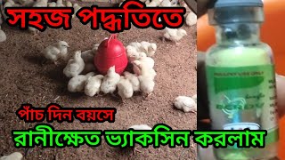 মুরগির বাচ্চাকে কিভাবে সহজে রানীক্ষেত ভ্যাকসিন দিলাম l murgir baccha ke kivabe ranikhet vaccine debo [upl. by Ellehsad519]