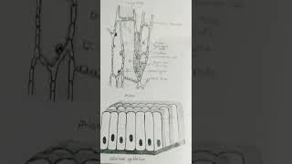 PhloemColumnar Epithelium drawing shorts [upl. by Ydissac379]