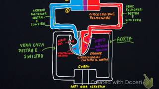 La circolazione del sangue [upl. by Edla]