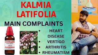 Kalmia Latifolia  Kalmia Latifolia Uses In Hindi  वात रोग जोड़ों के दर्द की होम्योपैथिक दवा [upl. by Bobbie]