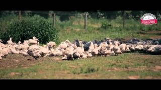 Elevage de canards à foie gras du Périgord à Cendrieux [upl. by Aynotal436]