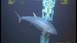 WORLD RECORD FISH 18ft Tuna ROV Deepwater Footage Bluefin Yellowfin Redfish [upl. by Hola650]