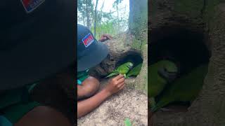 Many parrots laying eggs in a hole underground part 02 swiftparrot parrotlet cockatoo nest [upl. by Kathe10]