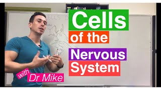 Cells of the Nervous System Neurons and Glia [upl. by Morly]