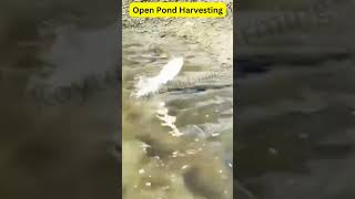 Open Pond Harvesting in Fish farming fishfarmingindia [upl. by Berton]