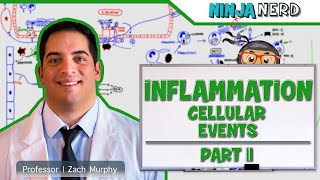 Immunology  Inflammation Cellular Events Part 2 [upl. by Ynohtnakram]