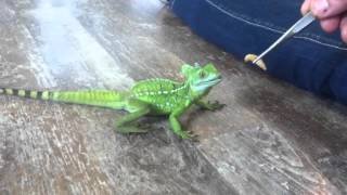 Basiliscus plumifrons  male  2012 HD [upl. by Irrac]