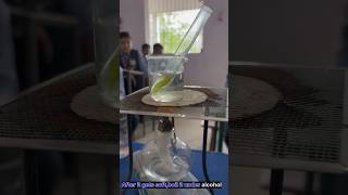 Starch test in leaf vlog school science scienceexperiment [upl. by Eelorac]