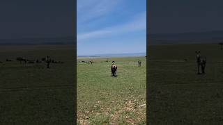 Hundreds of Buffaloes in Maasai Mara  Incredible Wildlife Safari in Kenya [upl. by Johppah]