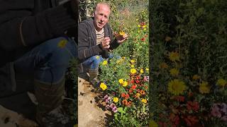 Allowing Calendula to seed gardening herbs ediblegarden permaculture ideas motivation [upl. by Jewett]