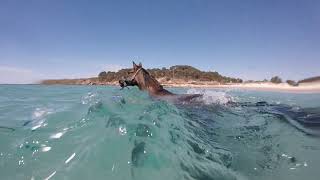 Caballo nadando al ritmo de Vivaldi [upl. by Ganley]