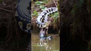 Giant python VS Crocodile animals [upl. by Telrats]