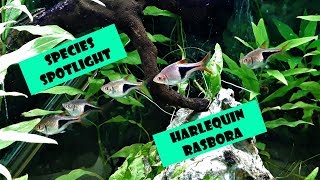 Species spotlight Harlequin rasbora [upl. by Dlnaod]