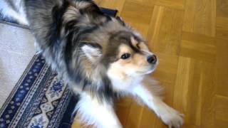 Talking Dog  Finnish Lapphund Banshee [upl. by Soraya449]