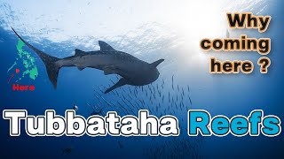 Tubbataha reefs  why divers want to come here [upl. by Sungam254]