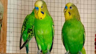 3 Hr Budgies Chirping Talking Singing Parakeets Sounds Reduce Stress  Relax to Nature Bird Sounds [upl. by Ahseniuq]