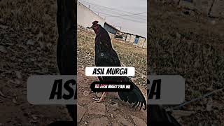 Asil murga shmuo foryou murga [upl. by Orgell]