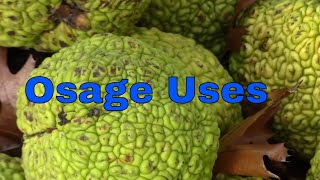 Osage Orange Health Benefits in Description Uses Tree Wood Fruit Maclura Pomifera Hedge Horse Apple [upl. by Anitsyrhk]