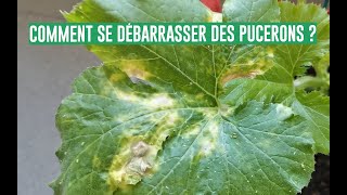 TUTO  COMMENT ENLEVER LES PUCERONS DE MES PLANTES [upl. by Mona]