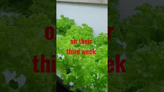 ESTROSA LETTUCE lettuce hydroponics kratky kratkymethod indoorplants trending ofw shorts [upl. by Diskin]