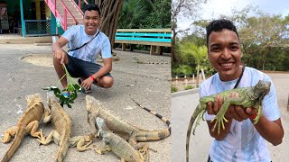 IGUANAS GIGANTES en HONDURAS y una PLAYA VIRGEN [upl. by Ennyletak517]