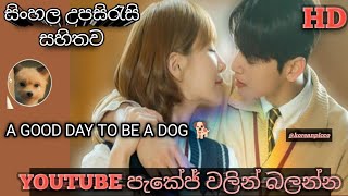 A good day to be a dog with sinhala subtitles සිංහල උපසිරැසි සමග [upl. by Ahseele]