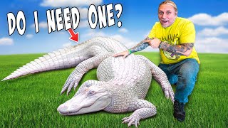 Do You Need An Albino Alligator As A Pet [upl. by Ches]