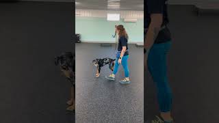 This Leash Trick Changed Everything [upl. by Daggett]