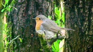 Kernbeißer Spatz und Co  bunte heimische Vogelwelt [upl. by Sorensen]