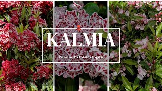 Kalmia le laurier dAmérique [upl. by Suciram]