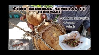 Como germinar semillas de tecomate  calabaza de peregrino Lagenaria Siceraria [upl. by Hildegaard247]