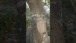 Crustose lichen symbiosis association shorts shortvideo shortsviral [upl. by Colbye39]