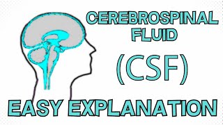 Cerebrospinal Fluid CSF explained in 3 Minutes  Function Composition Circulation [upl. by Arocat]