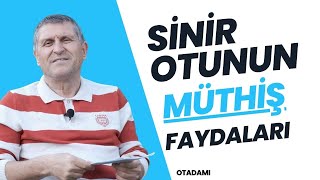 SİNİR OTU DAMAR OTU FAYDALARI NASIL DEMLENİR NEYE İYİ GELİR NE İŞE YARAR [upl. by Gloriana18]