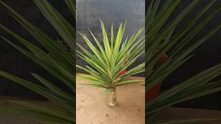 Give The Gift Of LIFE With This Easy Yucca Propagation Trick🪴 [upl. by Gehman]