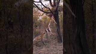 Hyena always steals a hard earned meal from a cheetah hyena viralvideo animals wildlife [upl. by Duwalt]