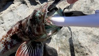 Fort bragg shore fishing Lingcod kelp greenling s big rock fish and cabezon [upl. by Kimball]