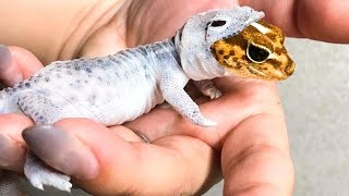 10 Cosas Que Quizás No Sabias Sobre Los Reptiles [upl. by Nicolette]