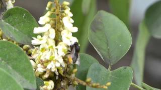 Black Leafcutter Bee on Amur Maackia スミゾメハキリバチ♀がイヌエンジュに訪花 [upl. by Artenra]