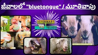 bluetongue disease in sheep telugu మూతి వాపు రోగం VeterinaryTelugu [upl. by Lenzi]